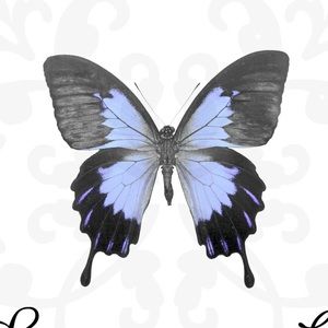 Meet your Posher, Bronwen